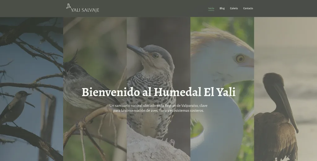 Yali Salvaje — blog editorial